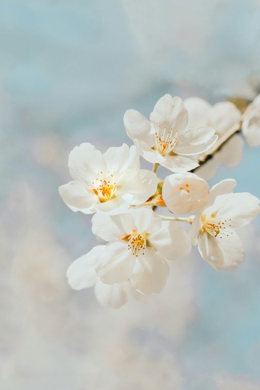 A soft pink flower
